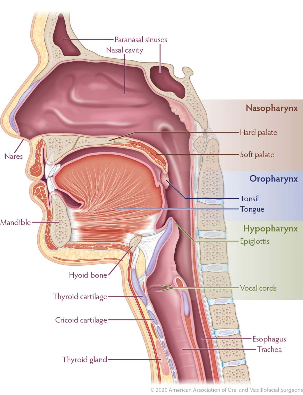 oral-head-and-neck-cancer-types-of-cancer-aaoms-oral-and