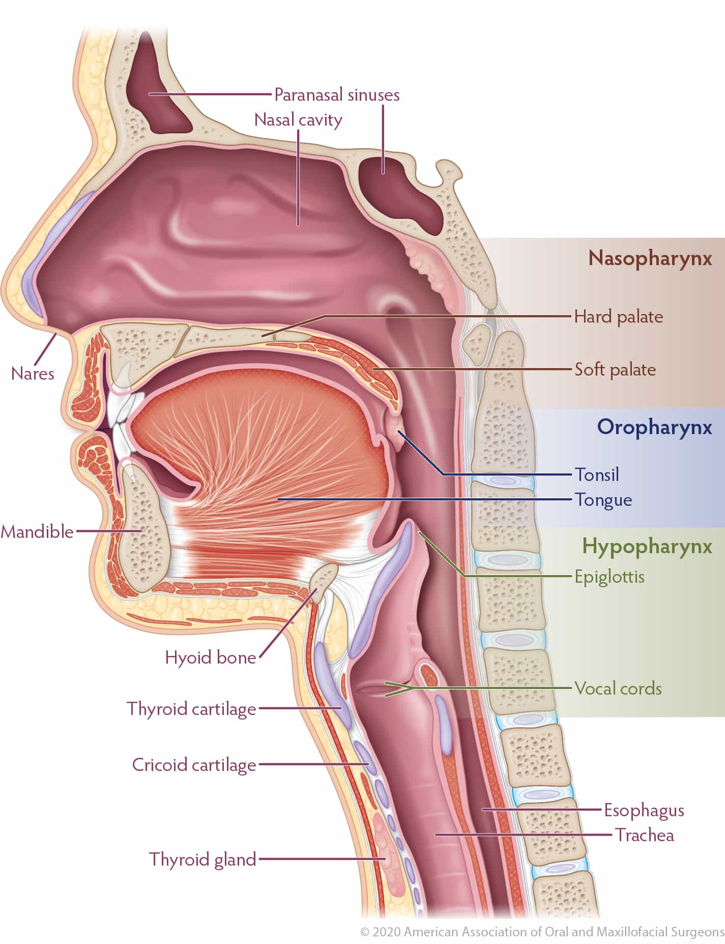 Oral-Head-and-Neck-Cancer-Diagram